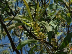 Persoonia falcata