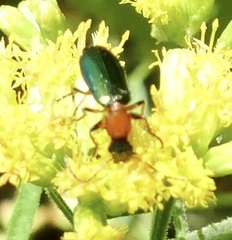 Calleida punctata