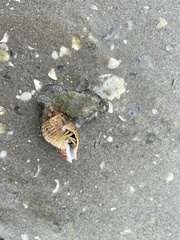 Clibanarius vittatus