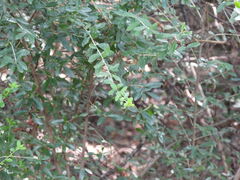 Ligustrum quihoui