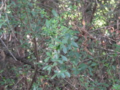 Ligustrum quihoui