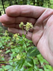 Sanicula canadensis