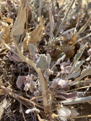 Eriogonum niveum