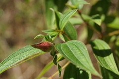 Melastomeae