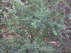 Ligustrum quihoui