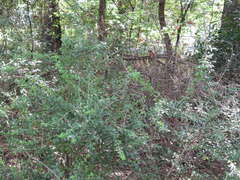 Ligustrum quihoui
