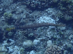 Aulostomus chinensis
