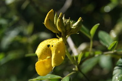 Crotalaria pumila