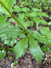 Sanicula canadensis