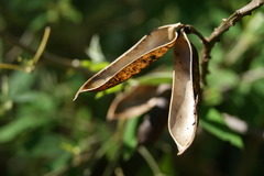 Crotalaria pumila