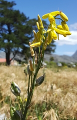 Albuca fragrans
