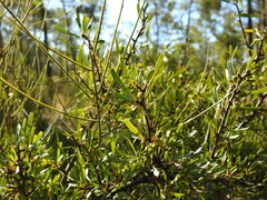 Rhamnus oleoides