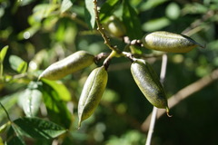 Crotalaria pumila