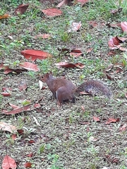 Sciurus carolinensis
