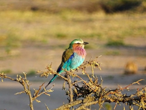 Lilac-breasted Roller