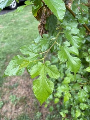Morus alba