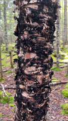 Betula alleghaniensis