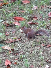 Sciurus carolinensis