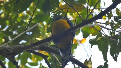 Trogon viridis