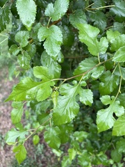 Morus alba