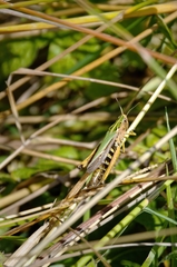 Omocestus viridulus