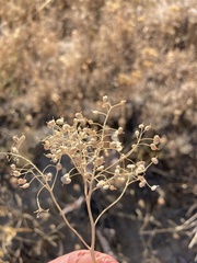 Lepidium draba