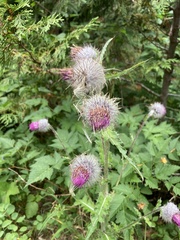 Cirsium edule