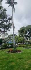 Ceroxylon quindiuense