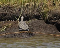 Malaclemys terrapin terrapin