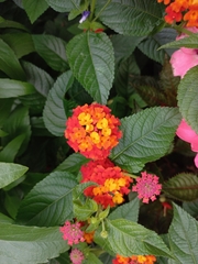 Lantana horrida