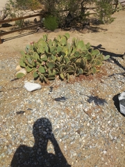 Opuntia littoralis