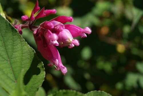 Salvia involucrata