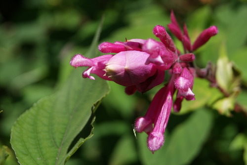 Salvia involucrata