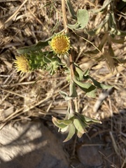 Grindelia hirsutula