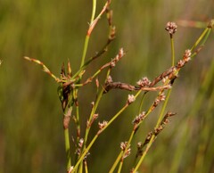 Dapsilanthus spathaceus
