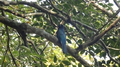 Trogon viridis