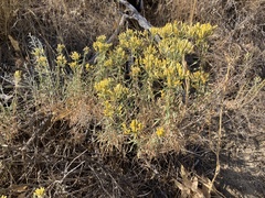 Chrysothamnus viscidiflorus
