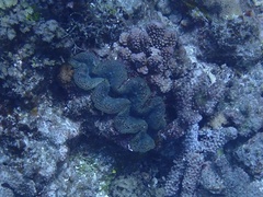 Tridacna maxima