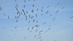 Pelecanus onocrotalus