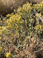 Chrysothamnus viscidiflorus