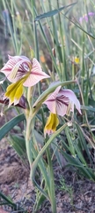 Gladiolus watermeyeri
