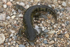 Ambystoma mavortium