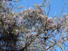 Wisteria sinensis