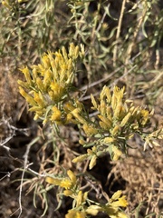 Chrysothamnus viscidiflorus
