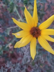 Helianthus annuus