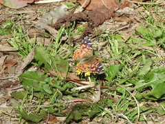 Vanessa braziliensis