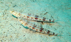 Synodus dermatogenys