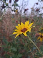 Helianthus annuus