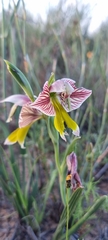 Gladiolus watermeyeri