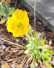 Papaver croceum